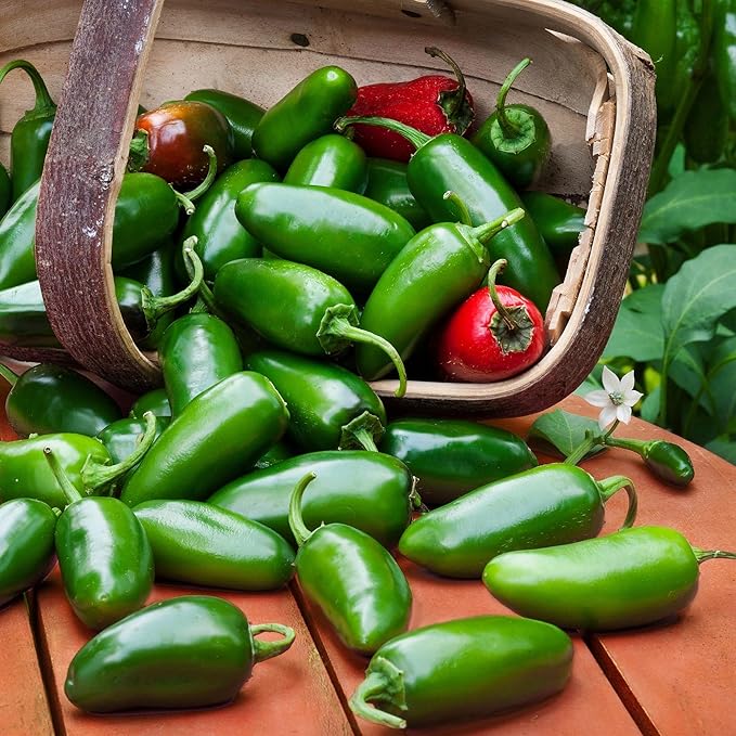 Bonnie Plants Jalapeno Pepper Plug, Live Plant, A Popular Chile Pepper, Full Sun, 3 Cubic in., 6 Pack