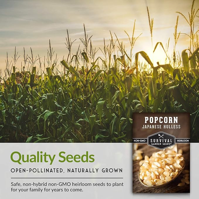 Survival Garden Seeds - Japanese Hulless Popcorn Seed for Planting - 3 Packs with Instructions to Plant and Grow Delicious Kernel Popcorn in Your Home Vegetable Garden - Non-GMO Heirloom Variety