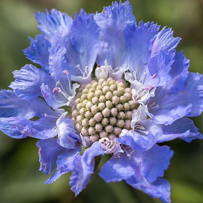Outsidepride 200 Seeds Perennial Blue Scabiosa Pincushion Flower Seeds for Planting
