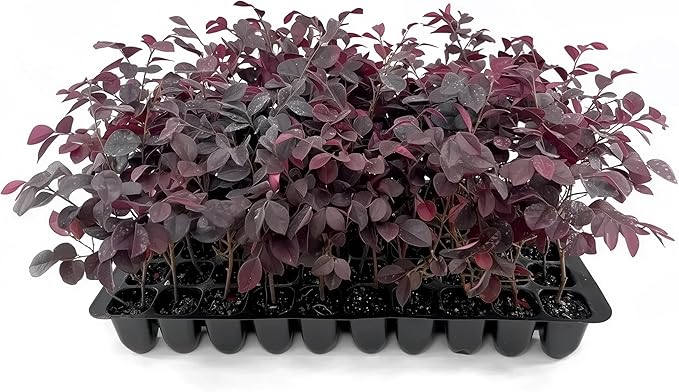 Loropetalum Carolina Midnight | 40 Live Plants | Loropetalum Chinense | Purple Foliage Shrub | Ornamental Landscape Bush | Fast Growing Plants