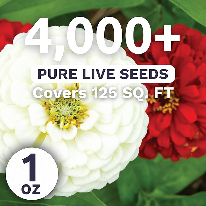 Zinnia Stop Sign Mix - Large 1 Ounce Packet - 4,000 Flower Seeds for Planting - Zinnia elegans