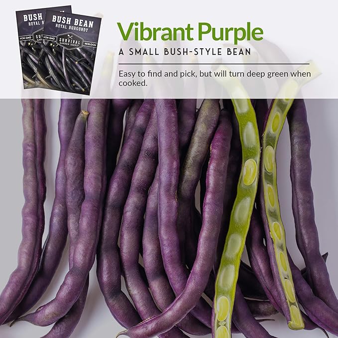 Survival Garden Seeds - Royal Burgundy Bean Seed for Planting - Packet with Instructions to Plant and Grow Stringless Purple Bush Beans in Your Home Vegetable Garden - Non-GMO Heirloom Variety