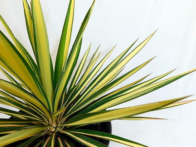 Shrub Color Guard Yucca, 2.25 Gal, Creamy White and Dark Green