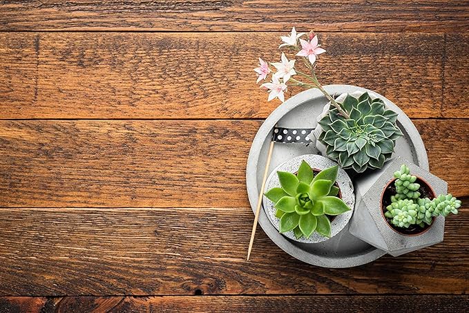 Altman Plants, Live Succulents Plants Live Houseplants (5PK), Succulent Plants Live Indoor Plants, Live Plants Indoor Live House Plants, Succulent Plant Kit, Live Cactus Plants Live in Succulent Soil