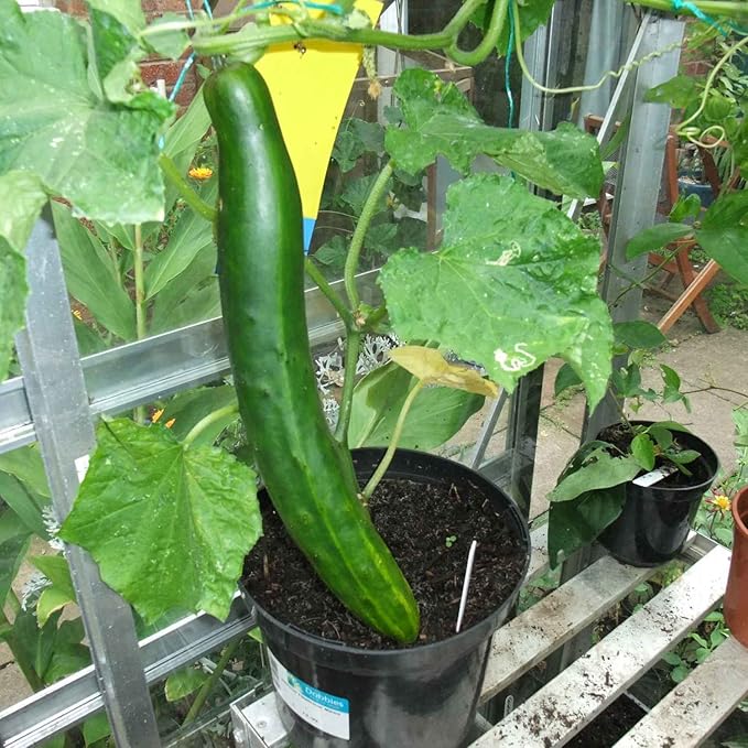 Seeds Cucumber Chinese Miracle Long Heirloom Vegetable Non GMO (20 Seeds)