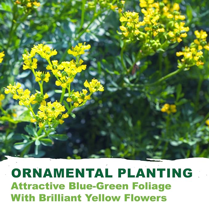 TKE Farms & Gardens - Rue Seeds for Planting, 1 Gram, 500 Heirlooom Seeds, Non-GMO, Instructions Included, Ruta graveolens, Qty 1