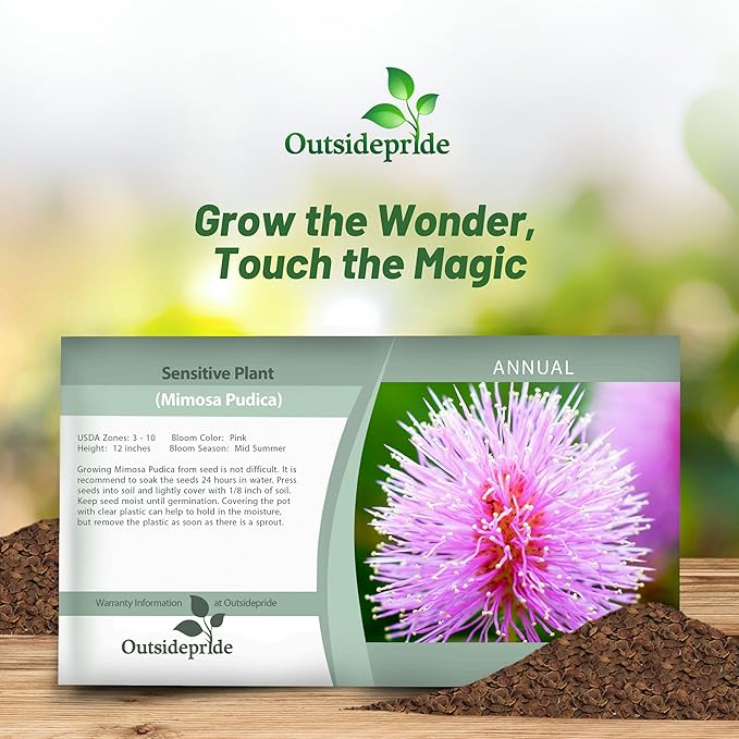 Outsidepride 1000 Seeds Annual Mimosa Pudica Sensitive Plant Flower Seeds for Planting