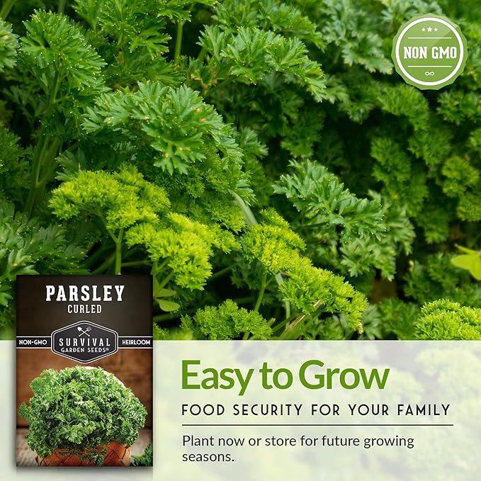 Survival Garden Seeds - Curled Parsley Seed for Planting - 2 Packs with Instructions to Plant and Grow Nutritious Curly Parsley Herb Plants in Your Home Vegetable Garden - Non-GMO Heirloom Variety