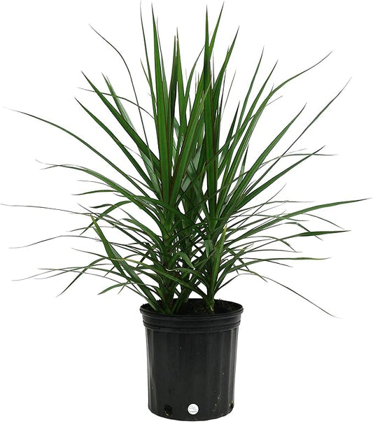 Costa Farms Dracaena Marginata Magenta Madagascar Dragon Tree Live Indoor Plant, 3 to 4-Feet Tall, Potted in Grower's Pot