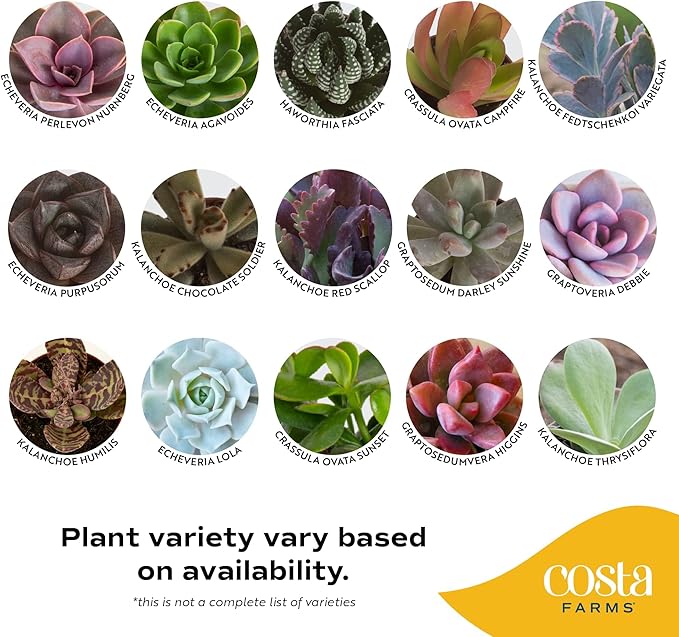 Costa Farms Succulents (25 Pack), Live Mini Succulent Plants, Grower's Choice Live House Plants, Potted in Nursery Plant Pots, Potting Soil Mix, Bulk Baby Shower, Bridal Shower Gift, DIY, Party Favors
