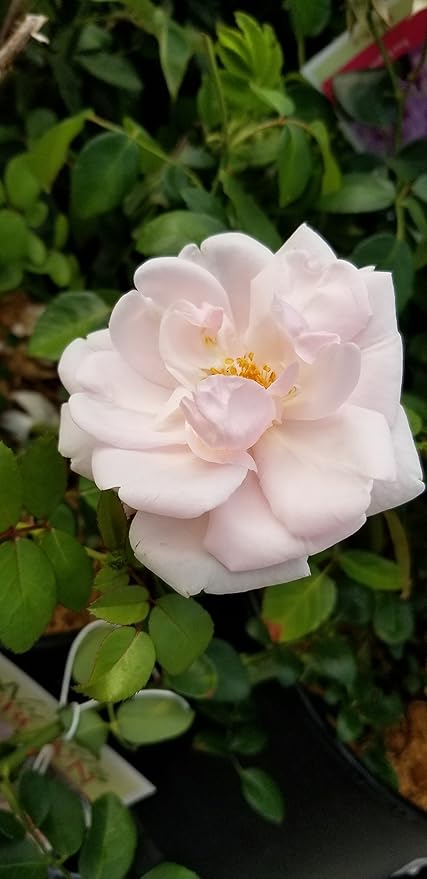 Rosa 'New Dawn' (Climbing Rose) Rose, double blush pink flowers, #3 - Size Container