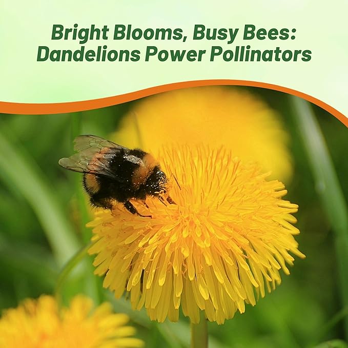 Outsidepride 5000 Seeds Perennial Taraxacum Officinale Dandelion Herb Garden Seeds for Planting