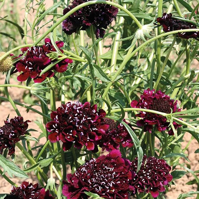 Outsidepride 100 Seeds Perennial Burgundy Beau Scabiosa Pincushion Flower Seeds for Planting