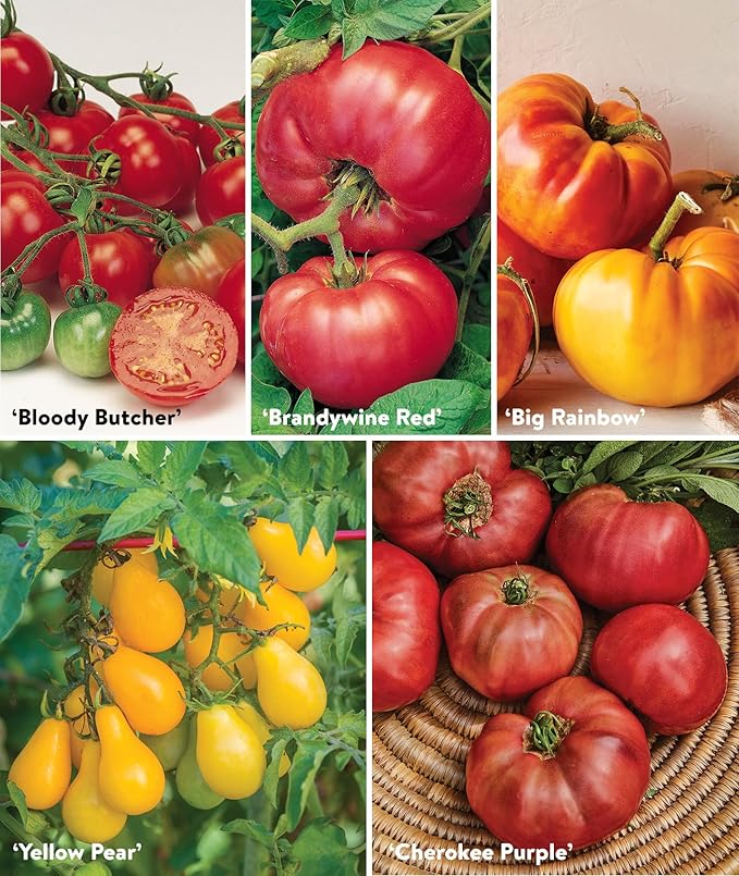 Burpee Favorites 10 Packets of Non-GMO Tomato Planting Heirloom Seeds Garden Gifts