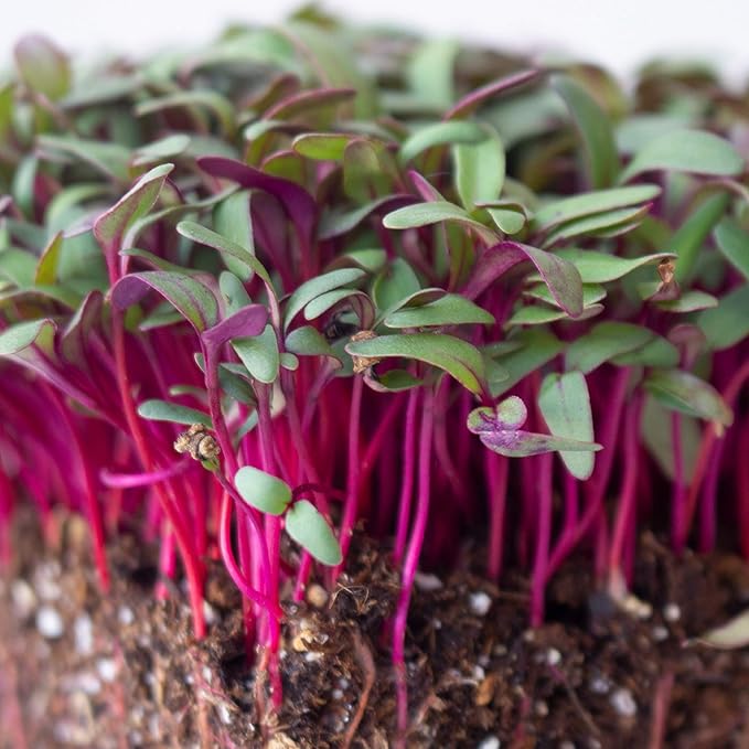 Beet Seeds - Red Round - 4 Oz ~6,000 Seeds - Beta vulgaris - Microgreens Seed - Non-GMO, Heirloom, Open Pollinated, Annual