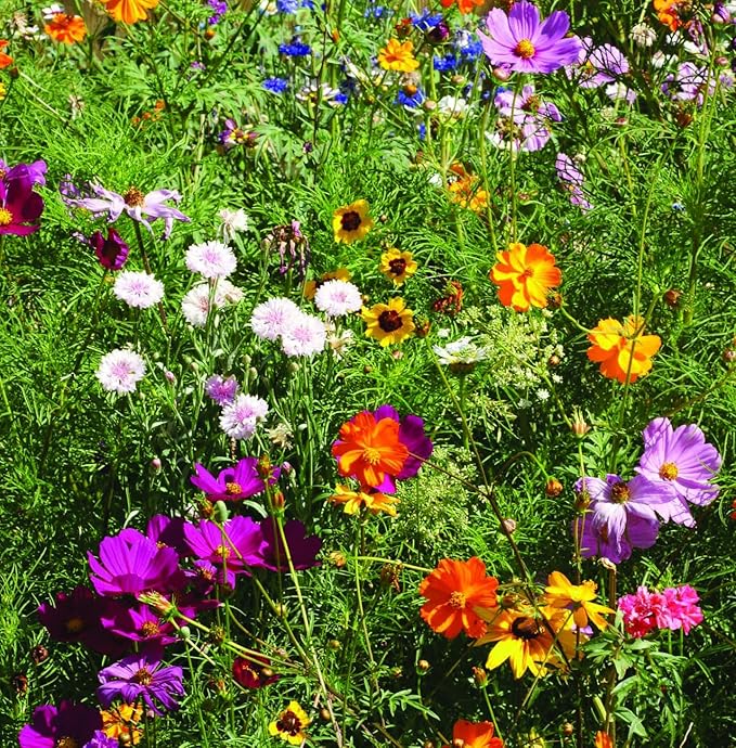 Love is Love Rainbow - 25 Wildflower Packets for Planting - Celebrate & Show Your Pride - Garden Seeds to Grow Live Plants - Bentley Seed Co.