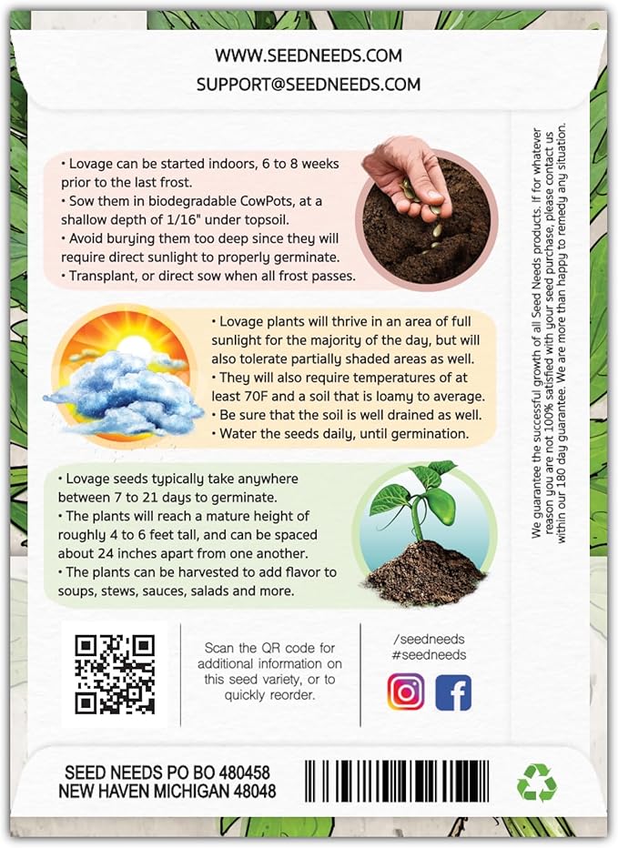 Seed Needs Lovage Seeds for Planting - Non-GMO, Heirloom & Untreated - Organically Grow Your own Medicinal/Culinary Herb Garden Indoors or Outdoors (2 Packs)