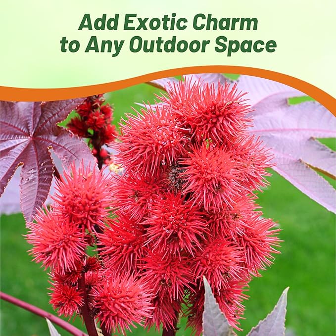 Outsidepride 100 Seeds Annual Ricinus Communis Castor Bean Impala Flower Seeds for Planting