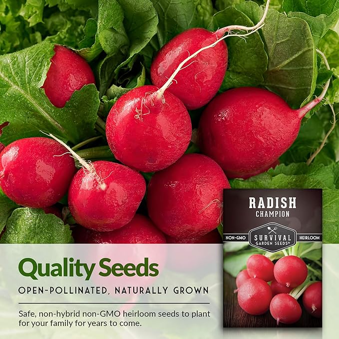 Survival Garden Seeds - Champion Radish Seed for Planting - 3 Packets with Instructions to Plant & Grow Red Radishes in Your Home Vegetable Garden - Non-GMO Heirloom Variety Vegetable Seed