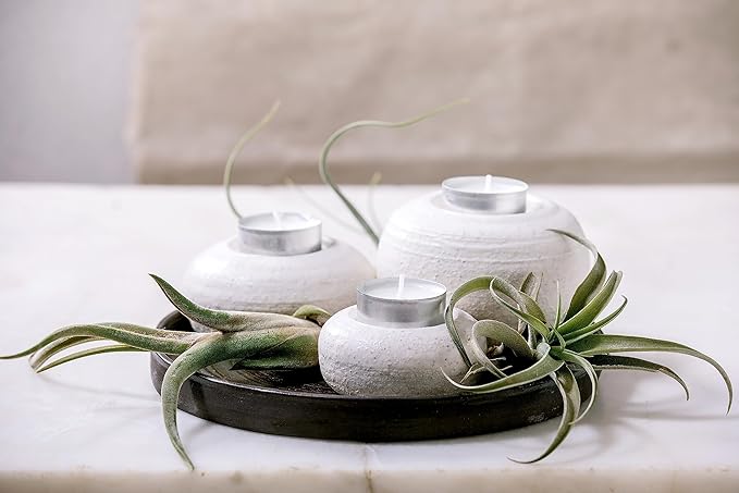 Tillandsia Air Plants Live Indoor Plants (50 Pack), Air Plants Bulk Party Favors or Wedding Favors Live Plants, Air Plant Lover Gifts, DIY Terrarium Kit, Air Succulents Plants Live by Plants for Pets