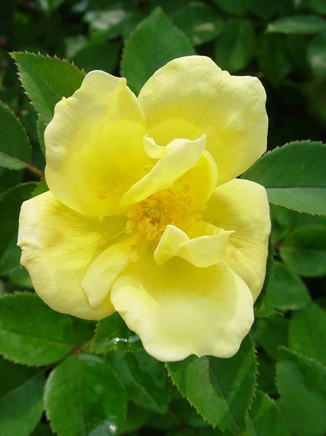Green Promise Farms Rosa `Sunny Knock Out` (Reblooming) Rose, 2 Size Container, yellow flower