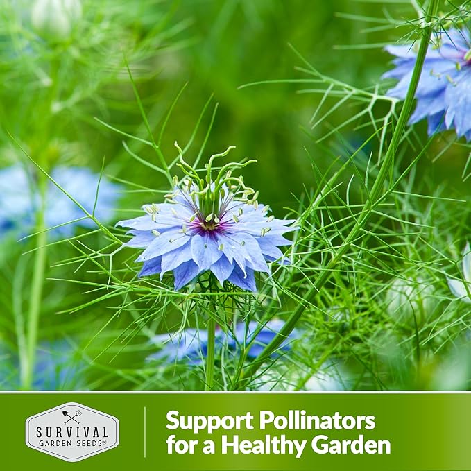 Black Cumin Seed for Planting - 5 Packets with Instructions to Plant and Grow Beneficial Nigella Sativa Plants in Your Home Vegetable Garden - Non-GMO Heirloom Variety - Survival Garden Seeds