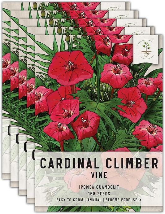 Seed Needs, Cardinal Climber Seeds - 100 Heirloom Seeds for Planting Ipomea Quamoclit - Open Pollinated & Untreated, Attracts Pollinators (5 Packs)
