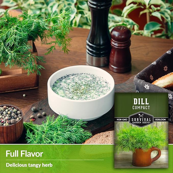 Survival Garden Seeds Compact Dill for Planting - 3 Seed Packets with Instructions to Plant & Grow Container Sized Dwarf Dill Herb Plants in Your Home Garden - Non-GMO Heirloom Variety