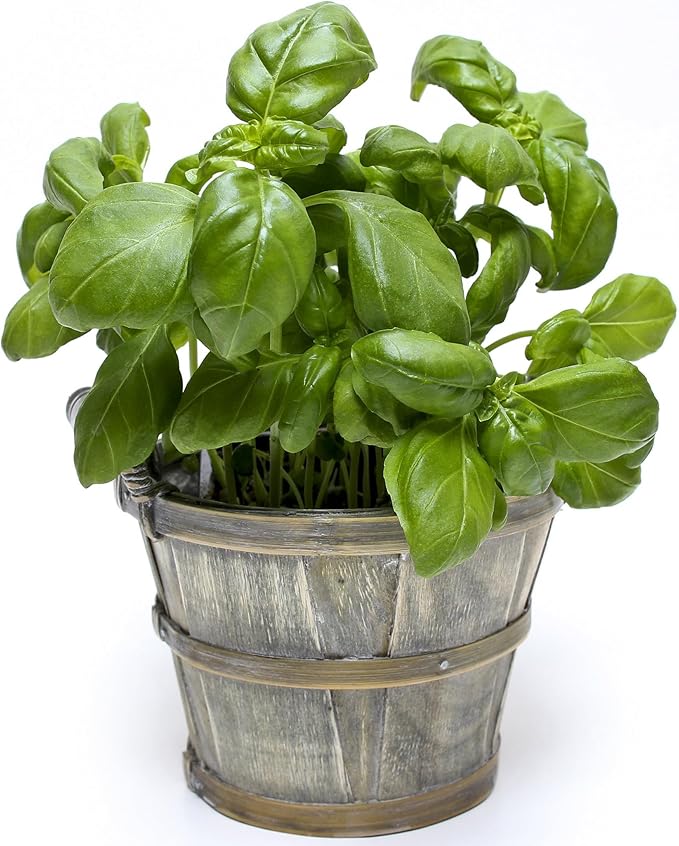 Large Leaf Italian Basil Seeds for Planting - Heirloom, Non-GMO, USA Grown - Premium Waterproof Packaging with Instructions