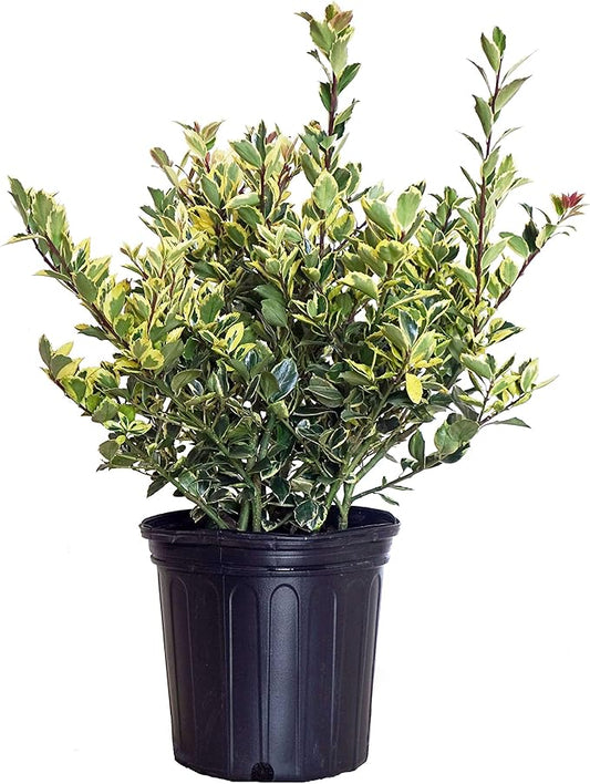 Ilex X meserveae 'Honey Maid' (Varigated Holly) Evergreen, yellow & blue/green varigated foliage, 2 - Size Container