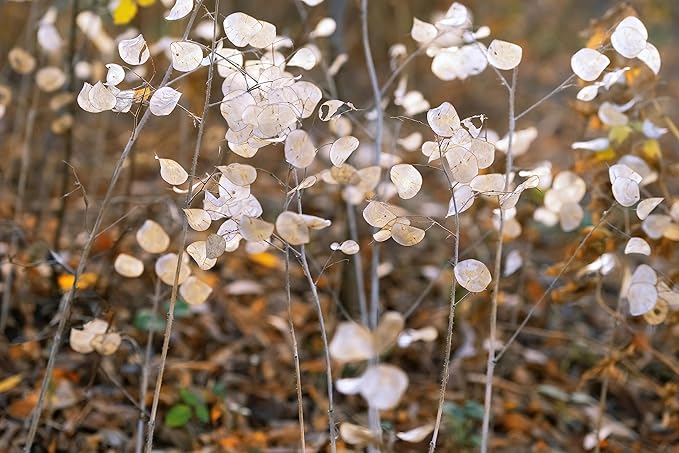 50 Lunaria Biennis Seeds - Silver Dollars, Money Plant, Honesty Plant, Moonwort