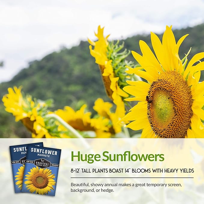 Survival Garden Seeds - Mammoth Sunflower Seed for Planting - 5 Packs with Instructions to Plant and Grow Enormous Colorful Flowers in Your Home Flower or Vegetable Garden - Non-GMO Heirloom Variety