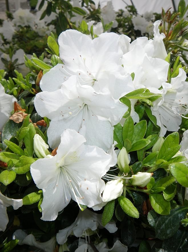Azalea 'Girard's Pleasant White' (Azalea) Shrub, white flowers, #3 - Size Container