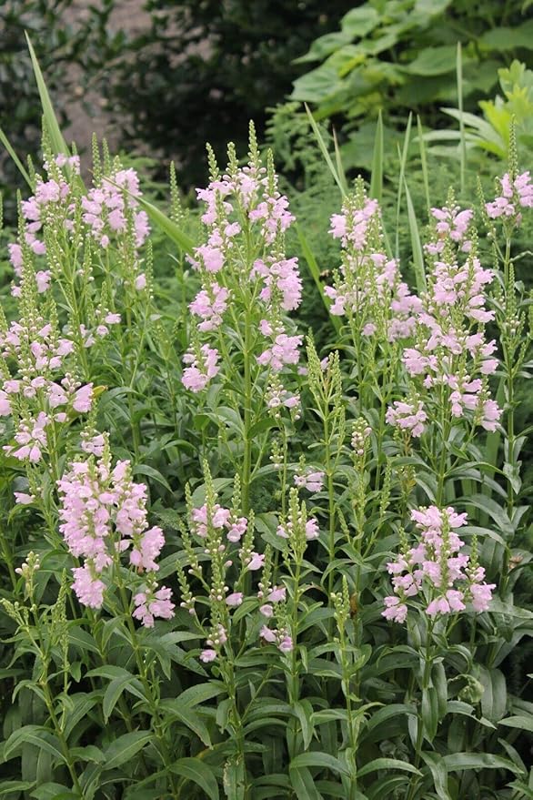 100+ Tall Obedient Plant Flower Seeds Native Wildflower Container Easy