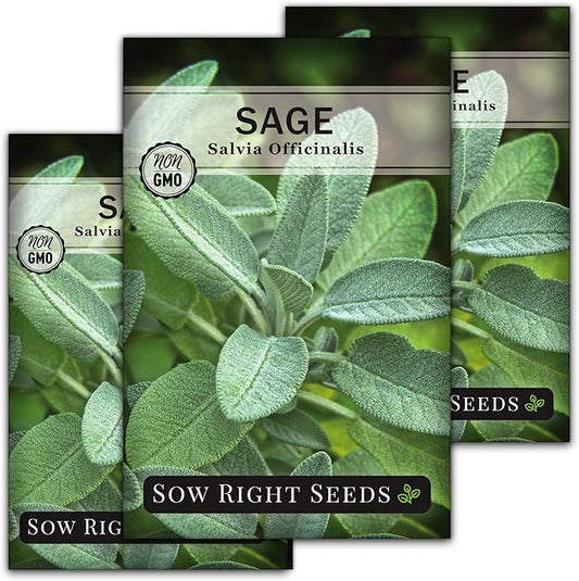 Sow Right Seeds - Sage Seeds for Planting - Non-GMO Heirloom Packet with Instructions to Plant and Grow Kitchen Herb Garden - Indoor or Outdoor - Great for Pollinators - Culinary Seasoning (3)
