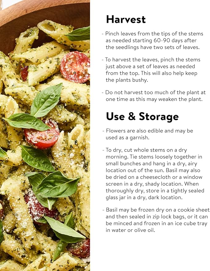 Burpee Sweet 500 Non-GMO Seeds for Planting | Grow Fresh Herb in Home Garden | Classic Basil Variety for Italian Cooking