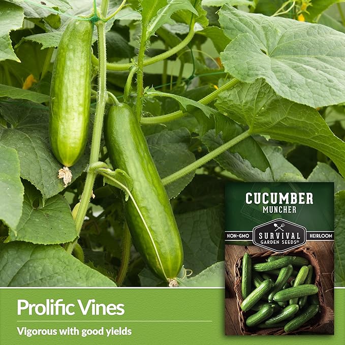 2 Packs Muncher Cucumber Seed for Planting - Packet with Instructions to Grow Burpless Slicing Cucumbers in Your Home Vegetable Garden - Non-GMO Heirloom Variety - Survival Garden Seeds