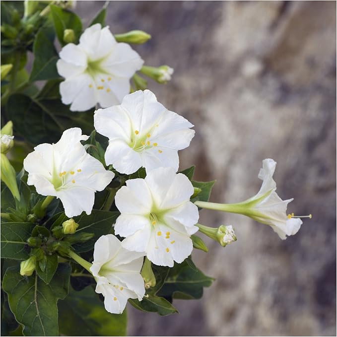 Seed Needs, White Four O Clock Seeds - 60 Heirloom Seeds for Planting Mirabilis Jalapa - Tender Perennial Flowers to Plant a Butterfly Garden and Attract Pollinators (1 Pack)