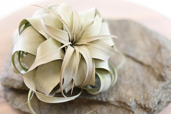 Tillandsia Xerographica Air Plant Set (3 Pack), Tillandsia Air Plants Live Large Indoor Plants Live Houseplants, Exotic Plants for Succulent Terrarium, Succulents Plants Live Plants by Plants for Pets