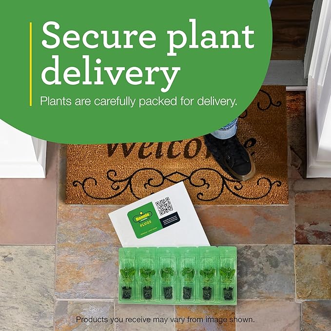 Bonnie Plants Jalapeno Pepper Plug, Live Plant, A Popular Chile Pepper, Full Sun, 3 Cubic in., 6 Pack