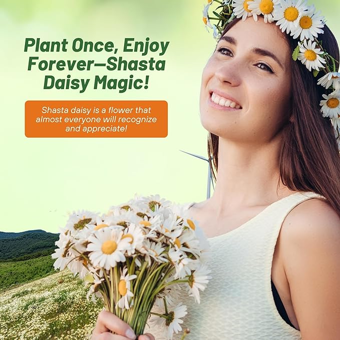 Outsidepride Shasta Daisy Chrysanthemum Seeds - 1 Lb. Perennial Deer Proof, Drought Tolerant, Wildflower Seeds for Pollinator Gardens, Cut Flowers & Water-Efficient, Low Maintenance Landscaping