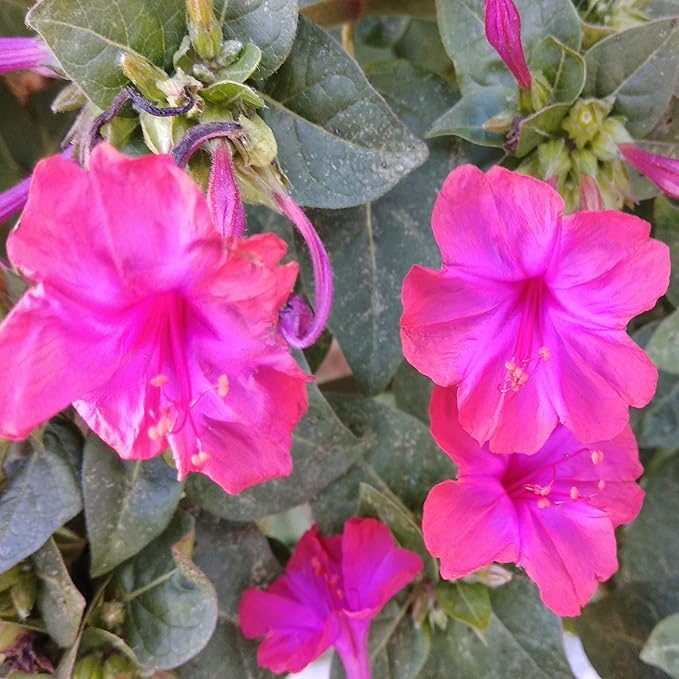 Outsidepride 1/4 lb. Perennial Mirabilis Jalapa Four O' Clock Pink Flower Seeds for Planting
