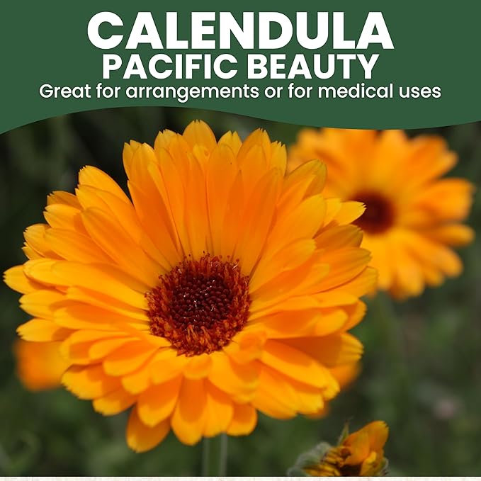 Calendula Pacific Beauty - Large 1 Ounce Packet - 3,000 Flower Seeds for Planting - Calendula officinalis