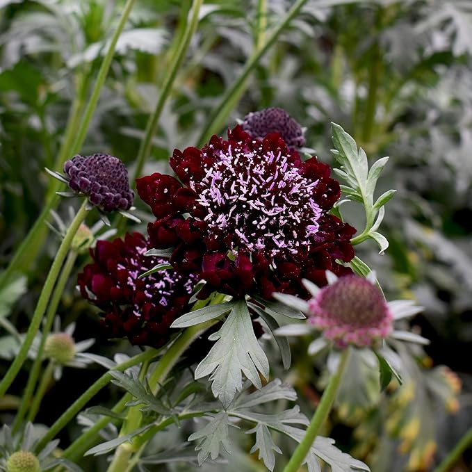 Outsidepride 400 Seeds Perennial Red Scabiosa Pincushion Flower Seeds for Planting
