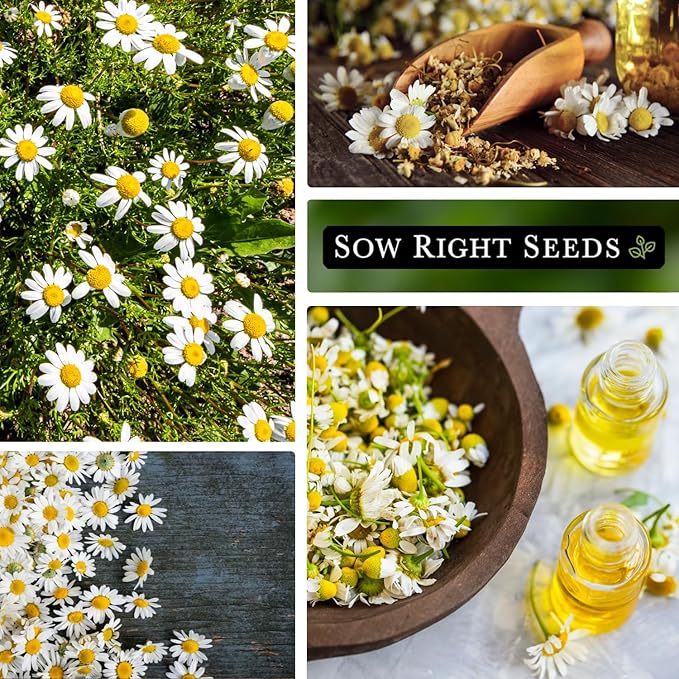 Sow Right Seeds - Roman Chamomile Seeds for Planting - Non-GMO Heirloom Packet with Instructions to Grow an Herbal Tea Garden - Indoors or Outdoor - Low Growing with Small Daisy-Like Blooms (2)