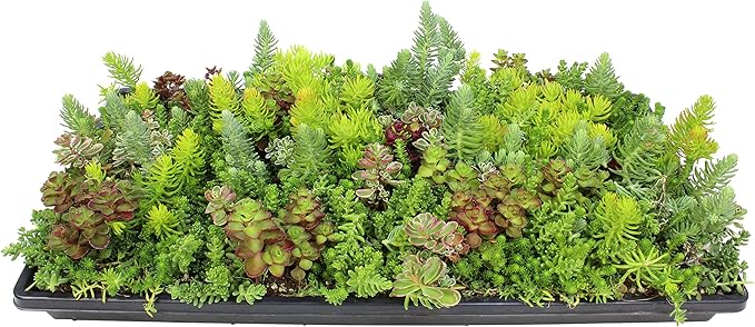 Sedum Tile, Live Sedum Succulent Planter, Stonecrop Plant Sedum Mat, Preplanted Succulent Sedum Carpet, Live Flowering Plants Sedum Planter, Sedum Plant Succulents Live Plant Wall by Plants for Pets