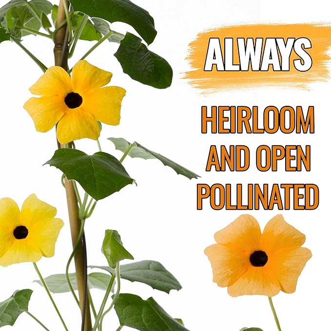 Seed Needs, Black-Eyed Susan Vine Seeds - 100 Heirloom Seeds for Planting Thunbergia alata - Annual Vining Flowers to Cover a Fence or Trellis (5 Packs)