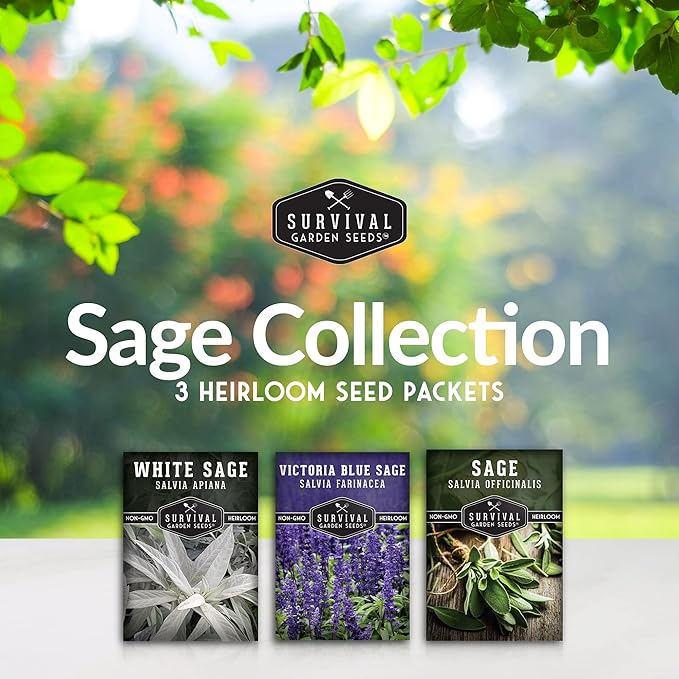 Survival Garden Seeds Sage Collection Seed Vault - White, Culinary & Victoria Blue Sage (Salvia Apiana, Officinalis, Farinacea) - Non-GMO Heirloom Seeds for Your Garden