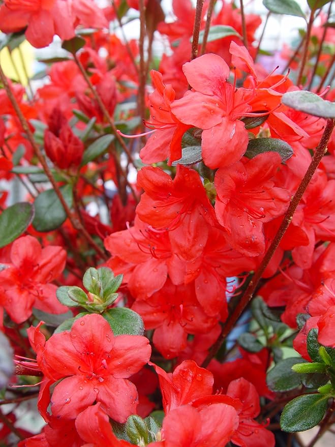 Azalea 'Stewartstonian' (Azalea) Shrub, red flowers, #3 - Size Container