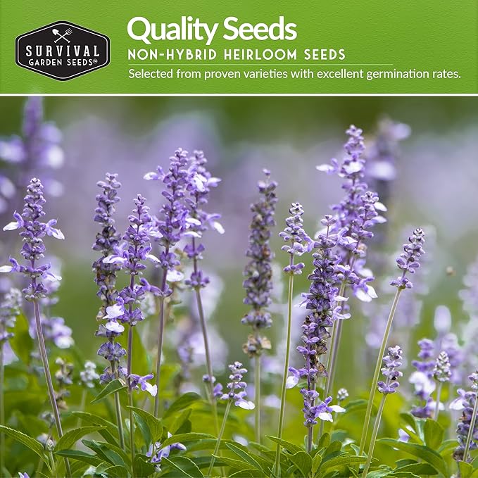Survival Garden Seeds Sage Collection Seed Vault - White, Culinary & Victoria Blue Sage (Salvia Apiana, Officinalis, Farinacea) - Non-GMO Heirloom Seeds for Your Garden